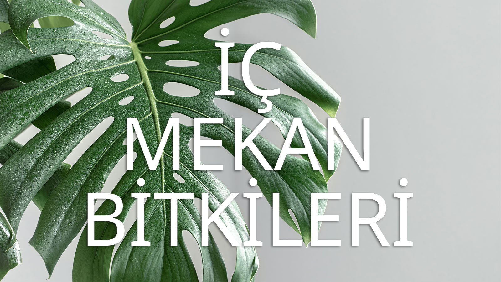 İç Mekan Bitkileri