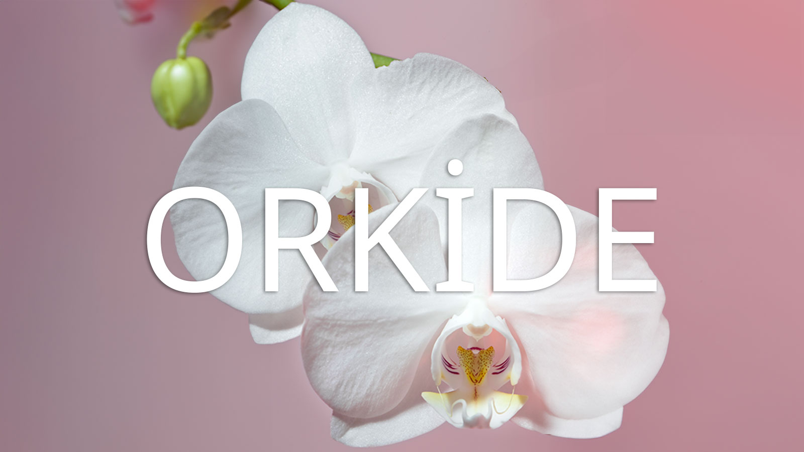 Orkide